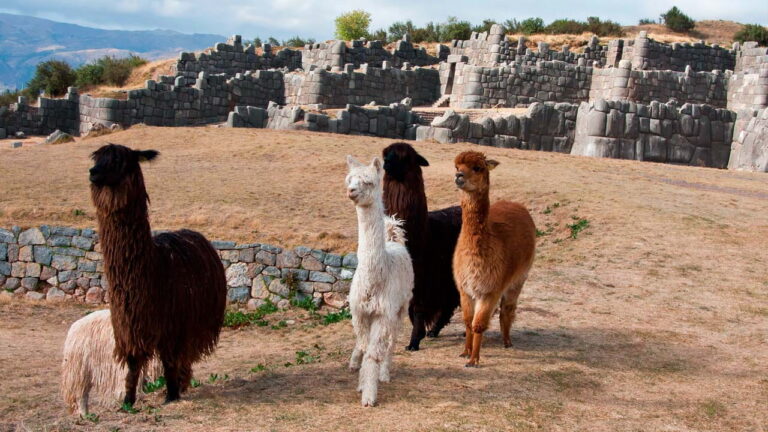 Sacsayhuaman and Pisac 1 Day Tour - Orange Nation Peru